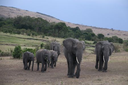 国外,动物,哺乳动物,肯尼亚,生物,灌木,大象,象群,非洲象,哺乳类,自然风光,植物,亚洲象,草原,树木