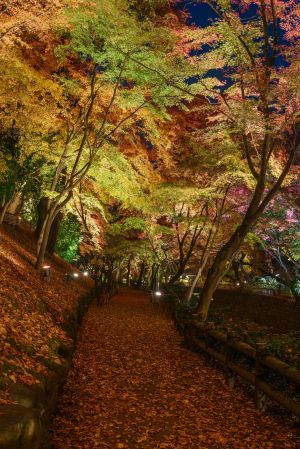 古典园林,景点,自然风光,植物,树,建筑,国外,峡谷,枫树,山峦