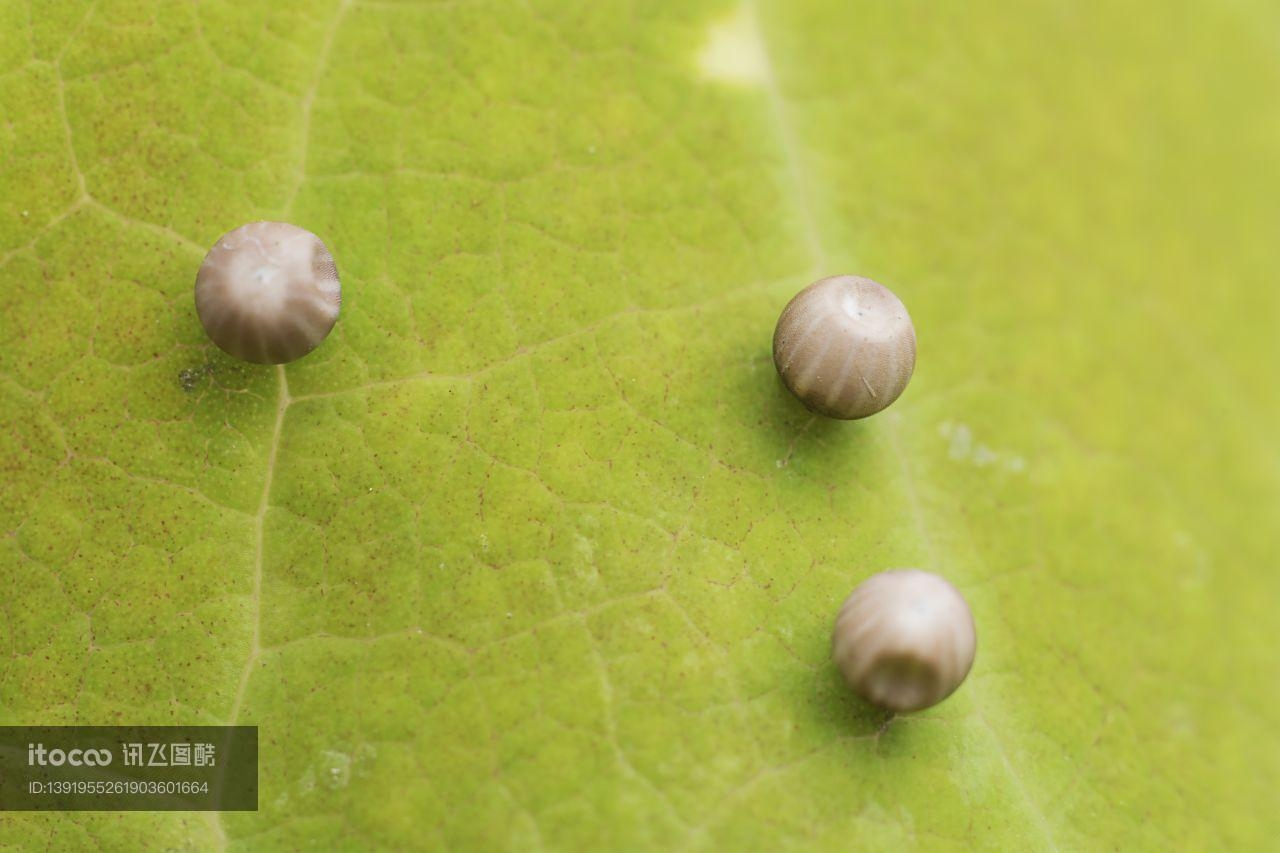 虫卵,自然风光,生物