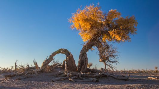 植物,自然风光,树木,树,天空