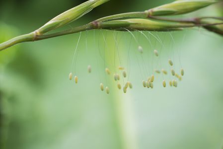 花,青草,植物,自然,环境,生物,特写,动物,户外
