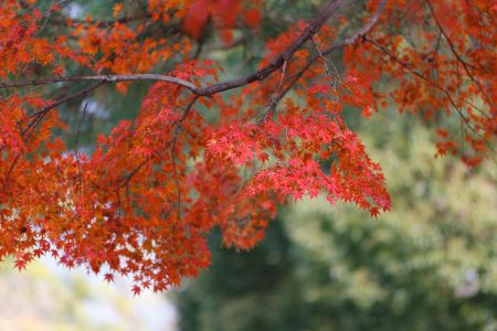 植物,树叶,自然风光,枫叶,国外,商品,农用物资,花卉
