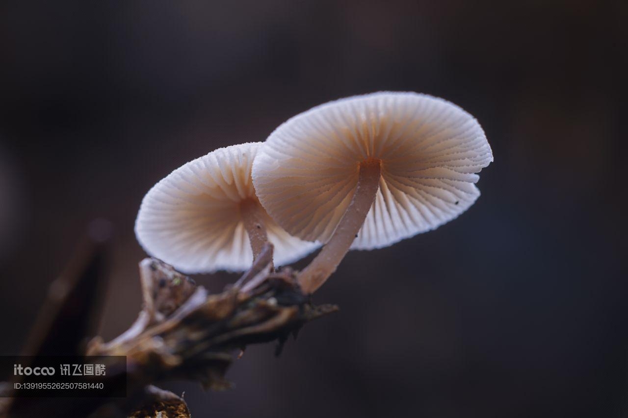 特写,蘑菇（块菌）,青草