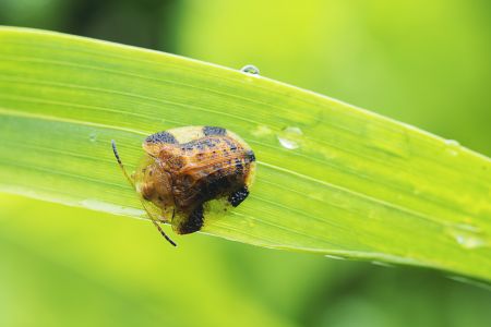 昆虫,昆虫类,节肢动物,动物,生物,特写