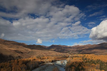 山川,植物,高原,自然风光,森林,树叶,树木,中国,新疆