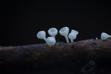 蘑菇（块菌）,蘑菇,植物,生物,真菌,特写