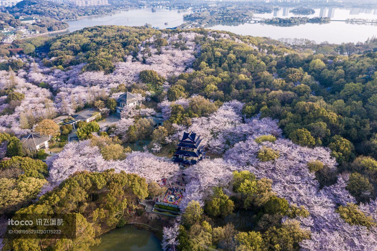 樱花,自然风景,江苏无锡春天樱花图