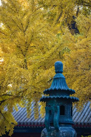 中国,北京,秋天,红螺寺,植物,银杏树,建筑,历史古迹,寺庙,自然风光,景点,树木,树叶