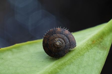 蜗牛,软体类,动物,生物,特写,昆虫