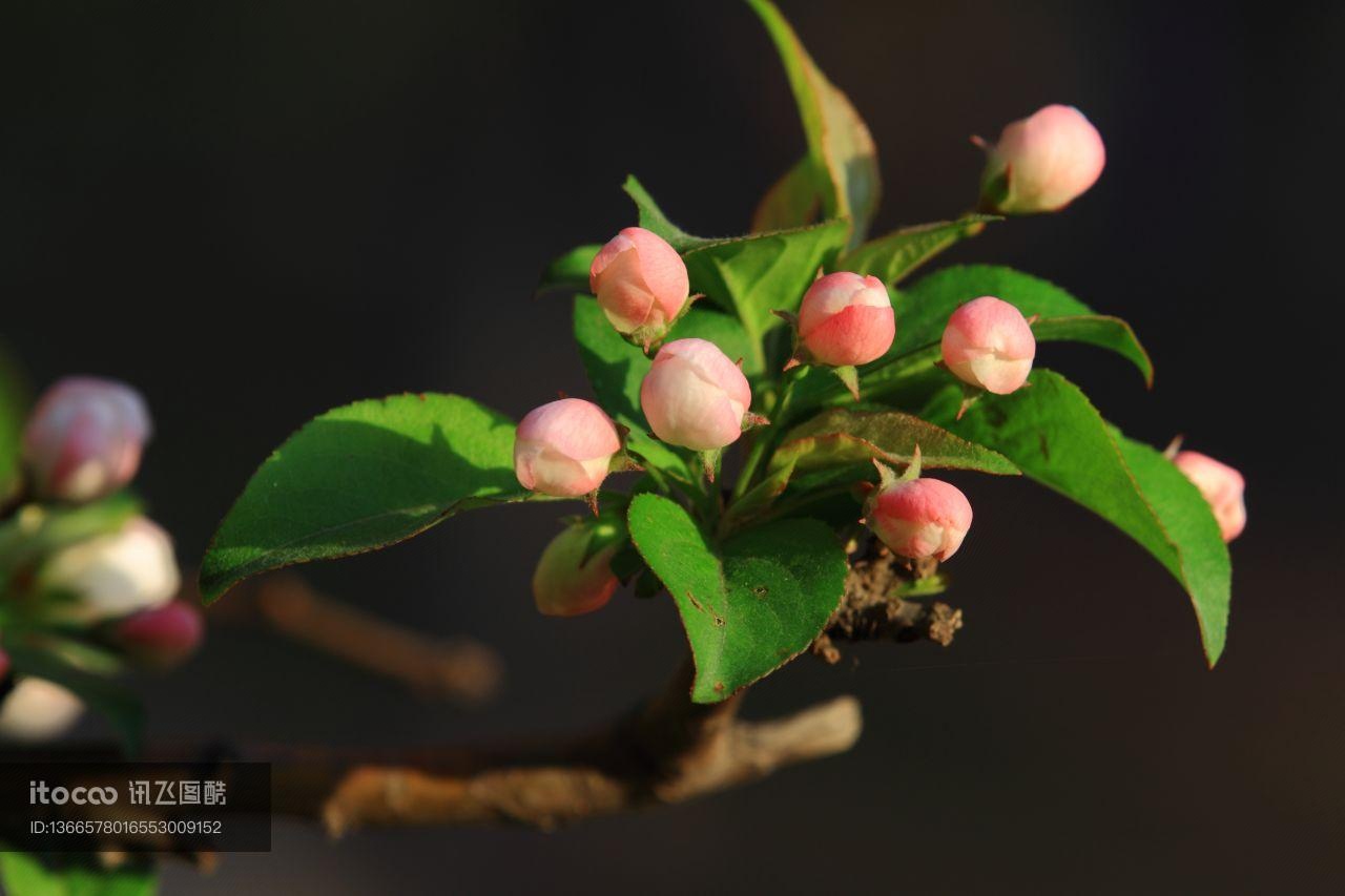 自然风光,植物,花