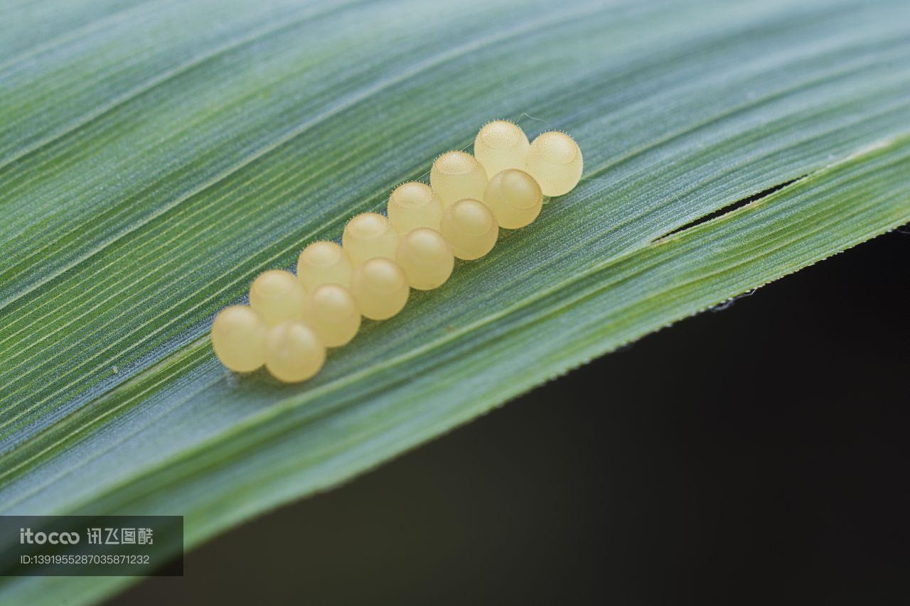 生物,树叶,虫卵