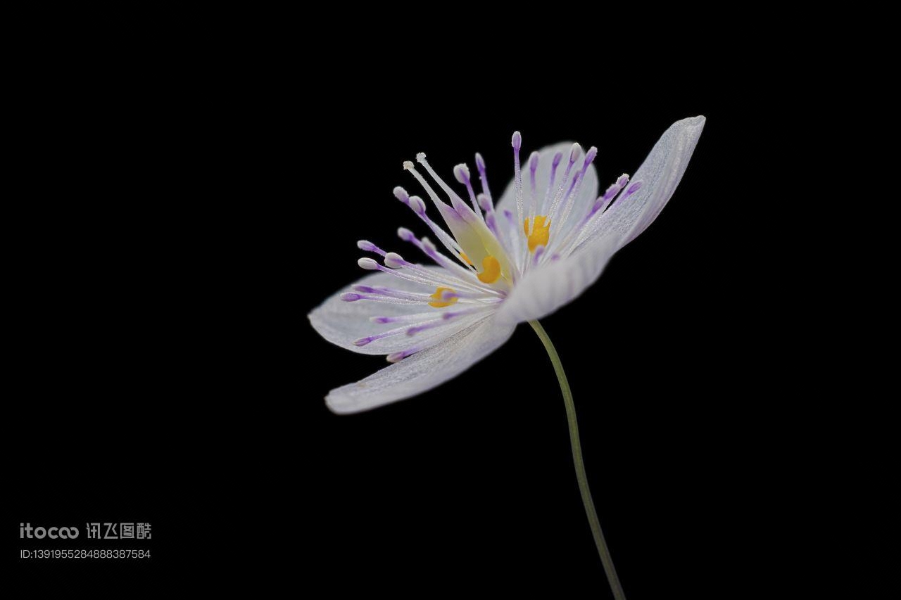 生物,植物,花