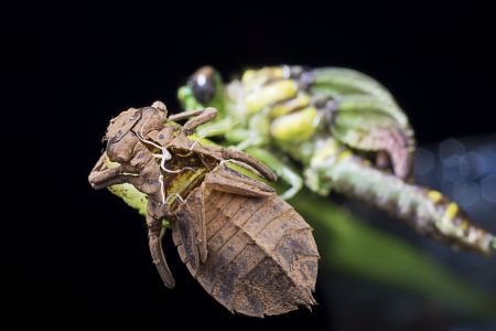 特写,黑色背景,生物,动物,昆虫,植物