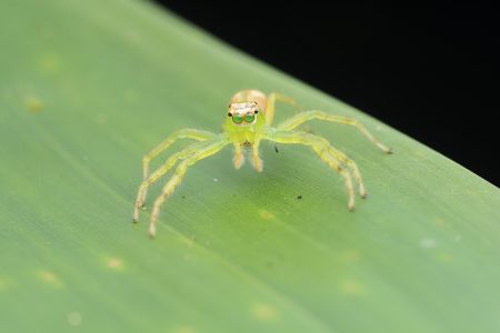 昆虫,节肢动物,动物,生物,特写,昆虫类