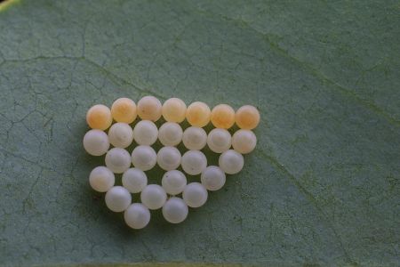 特写,虫卵,生物,动物,植物,树叶,昆虫