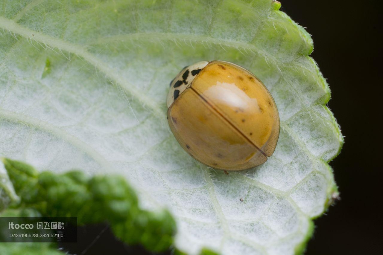 瓢虫,动物,生物