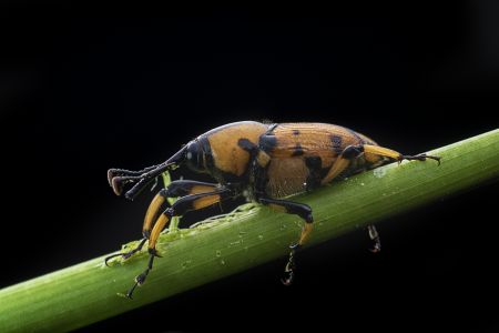 节肢动物,虫子,动物,生物,昆虫,特写