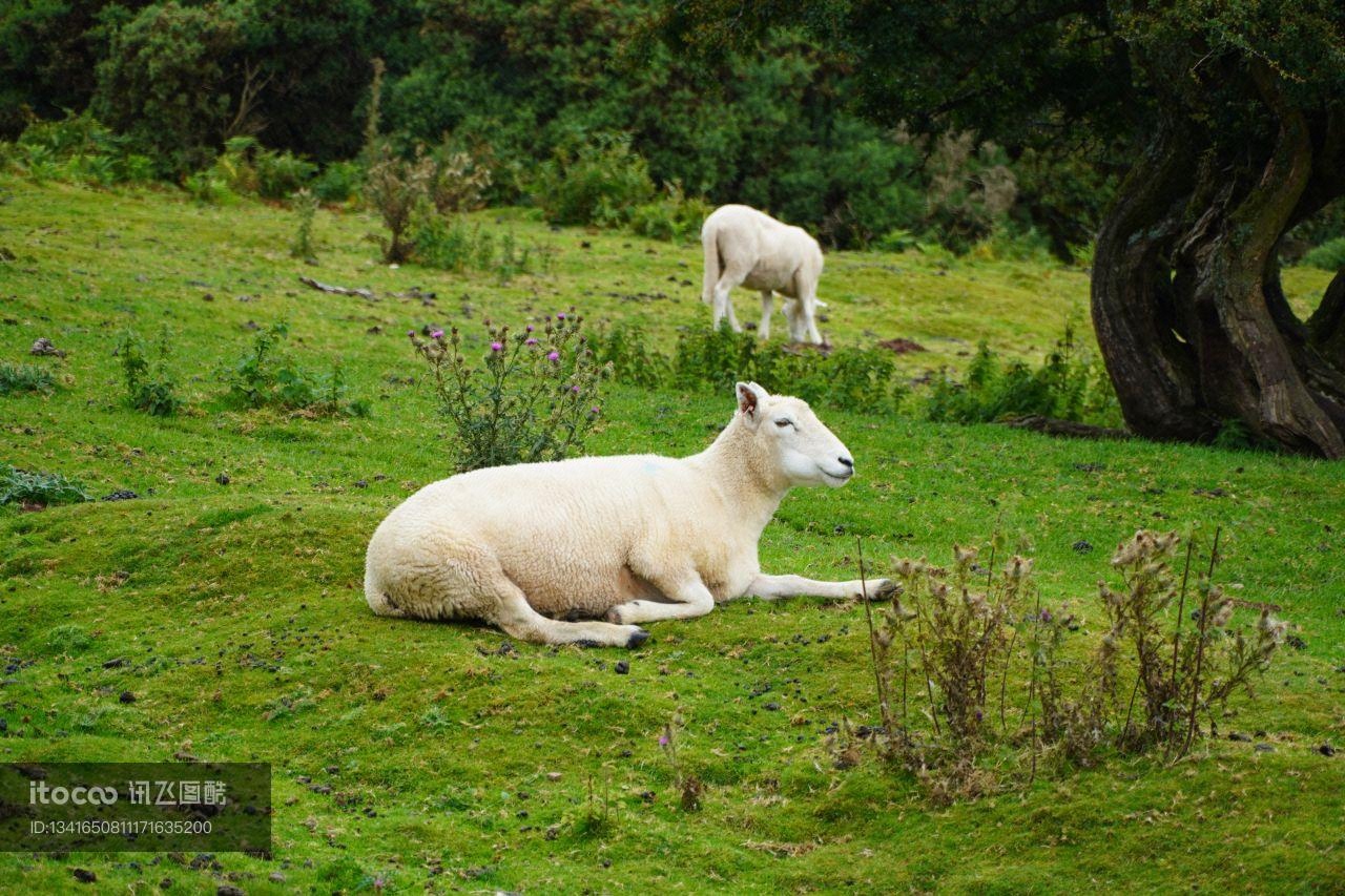 国外,羊,英国