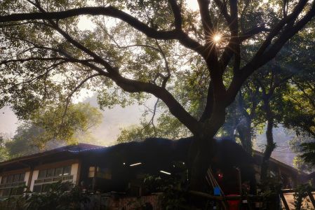 自然风光,植物,建筑,天空,清晨,太阳