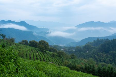 植物,成片种植,自然风光,森林,航拍,全景,树木,天空,山川,白云