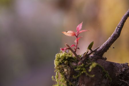 树芽,嫩芽,植物,生物