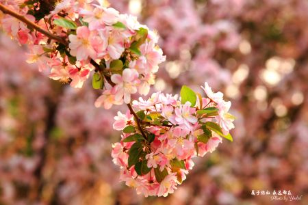 自然风光,植物,花,玉渊潭,中国,北京