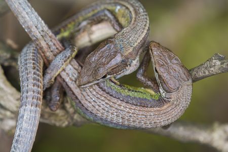 特写,蛇,树枝,生物,动物,爬行动物,植物