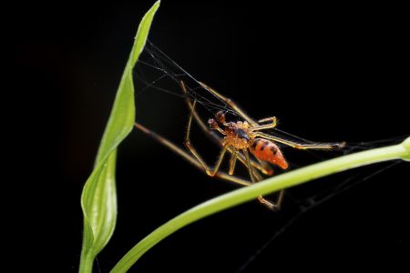 特写,黑色背景,生物,动物,昆虫,植物,树叶