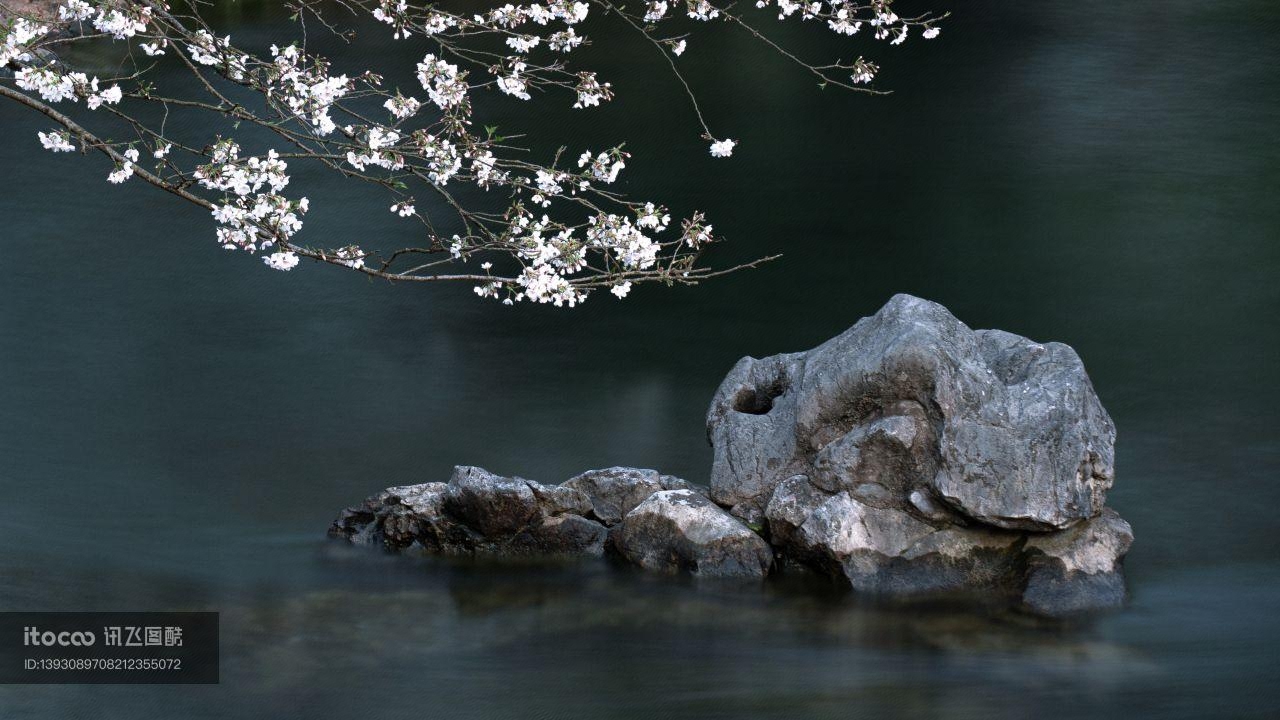 江河,樱花,石头