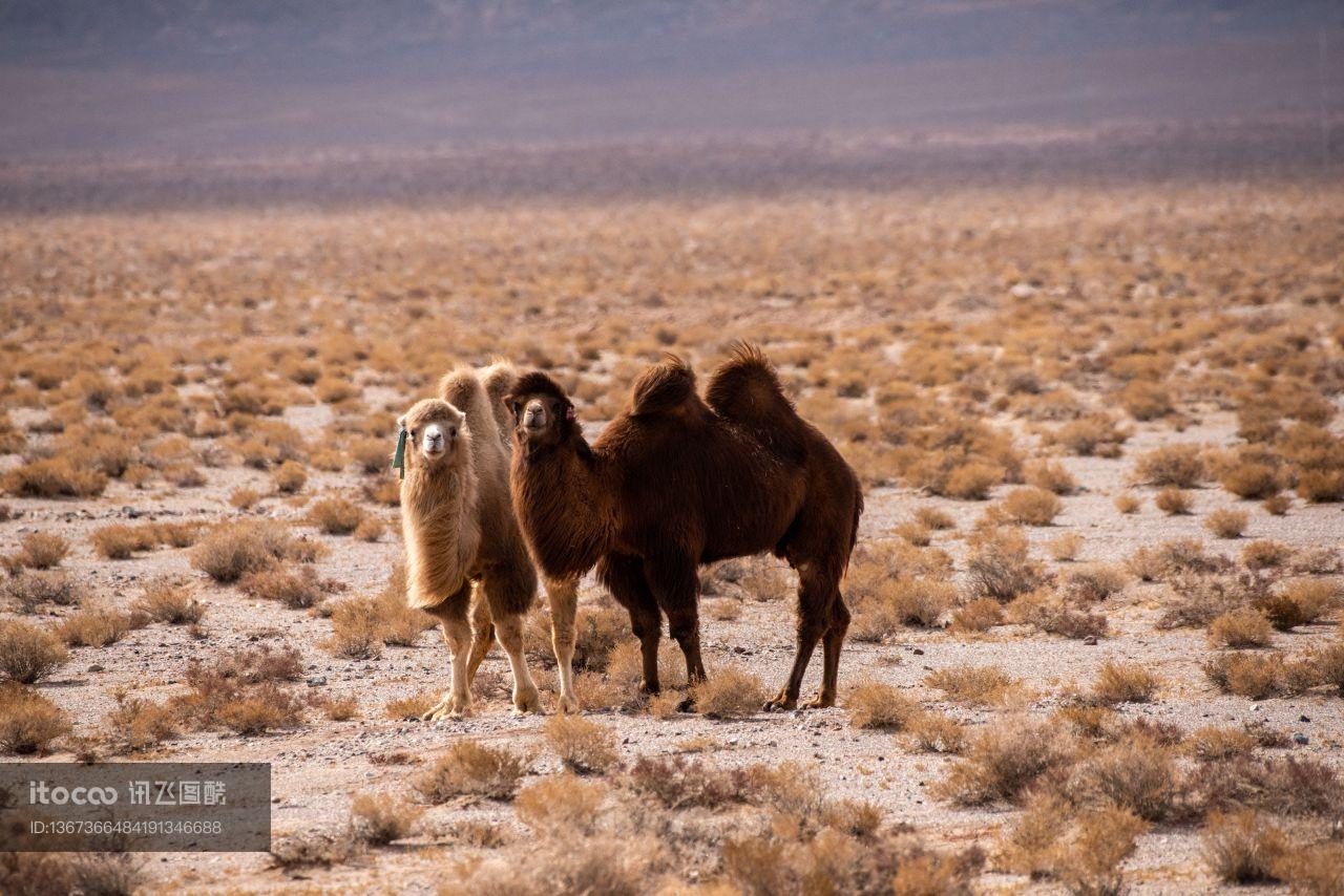 野骆驼,哺乳类,戈壁