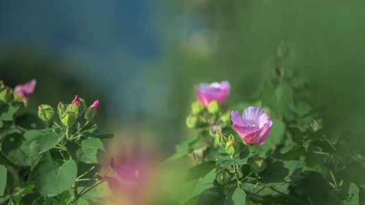 木芙蓉,植物,花,树叶,花卉,生物,特写