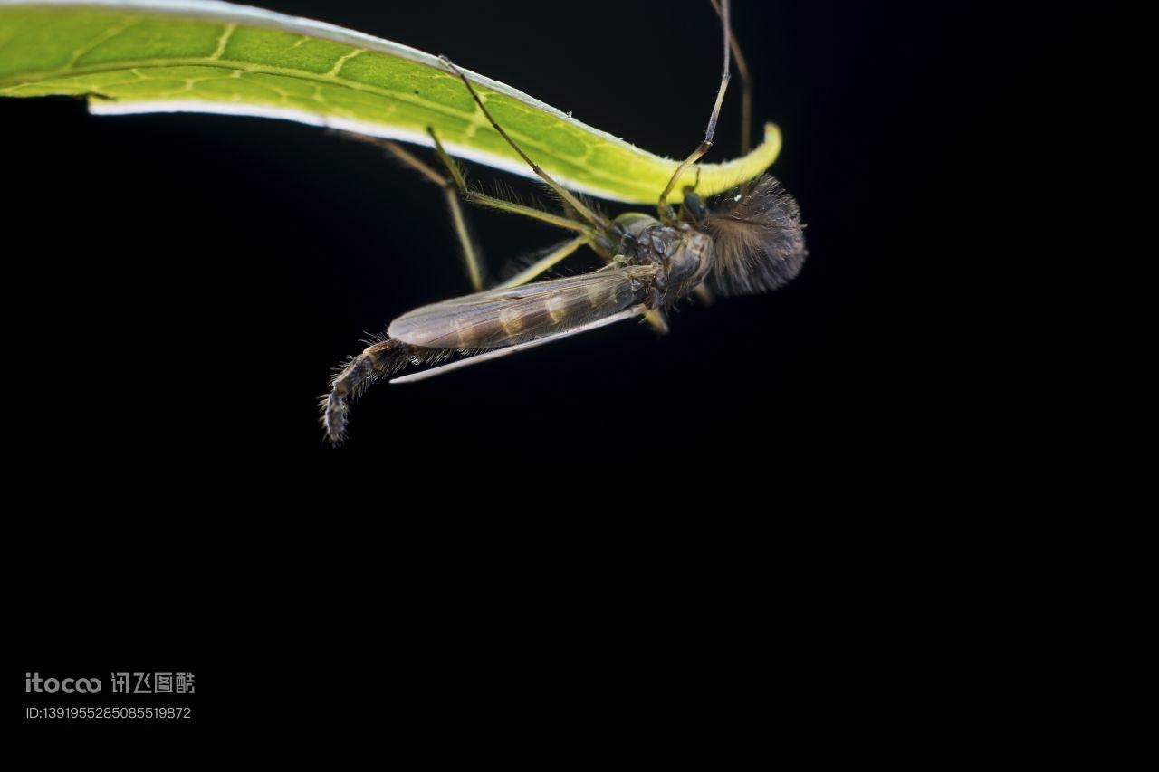 生物,昆虫,田园风光