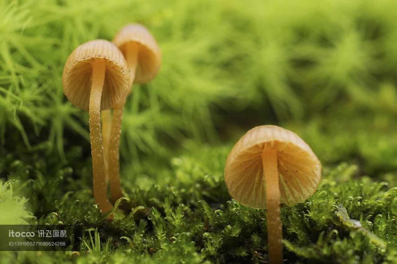蘑菇（块菌）,特写,真菌