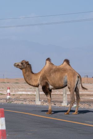 动物,哺乳类,阿拉伯单峰驼,骆驼,双峰骆驼,野骆驼,哺乳动物