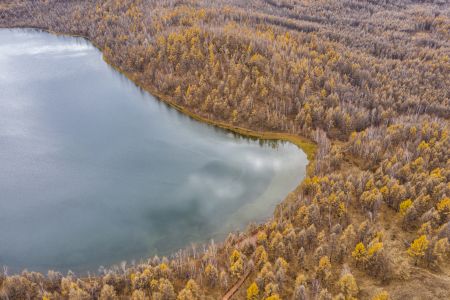 森林,树木,自然风光,植物,树叶,中国,内蒙古