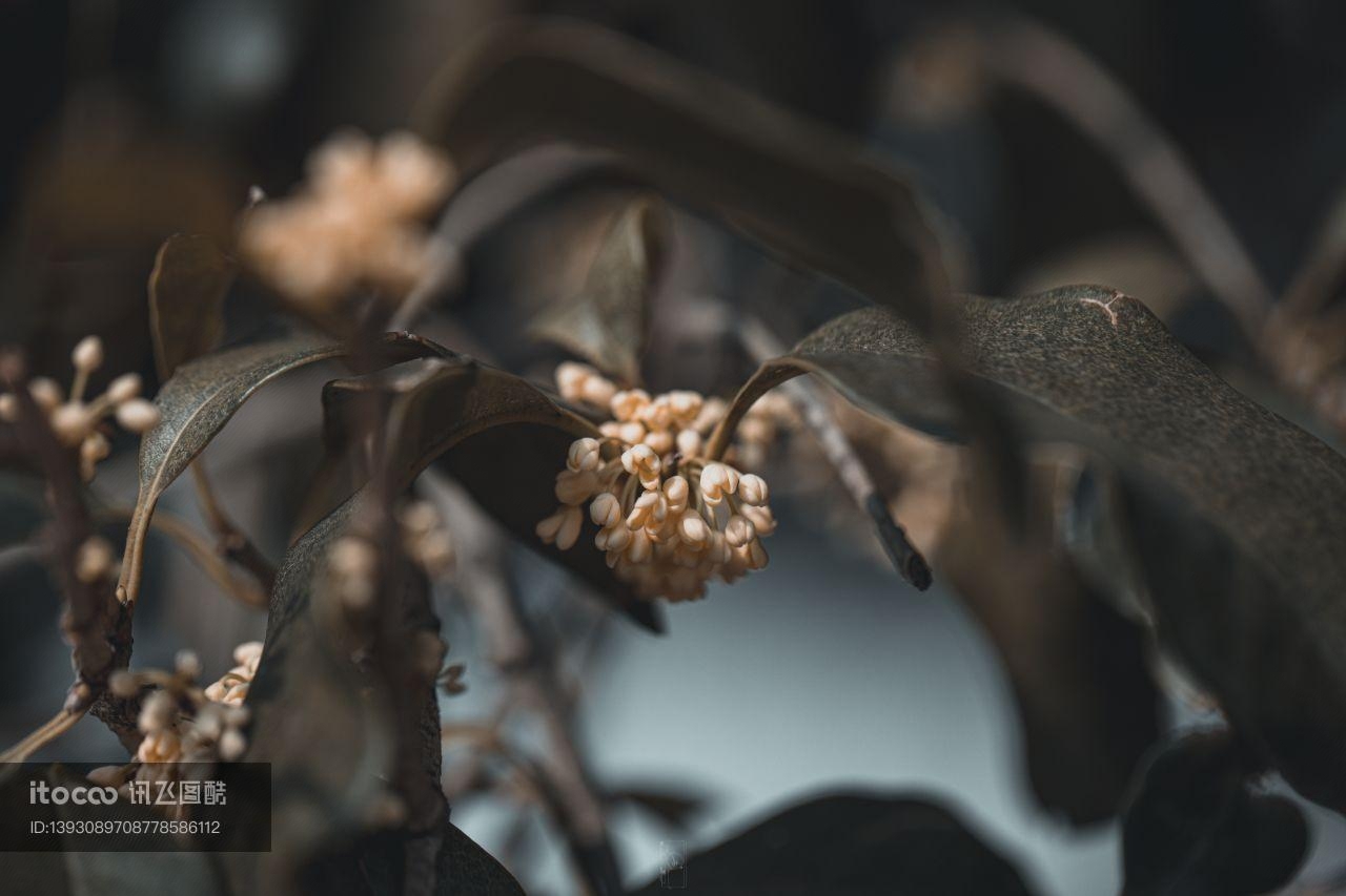 生物,特写,树叶