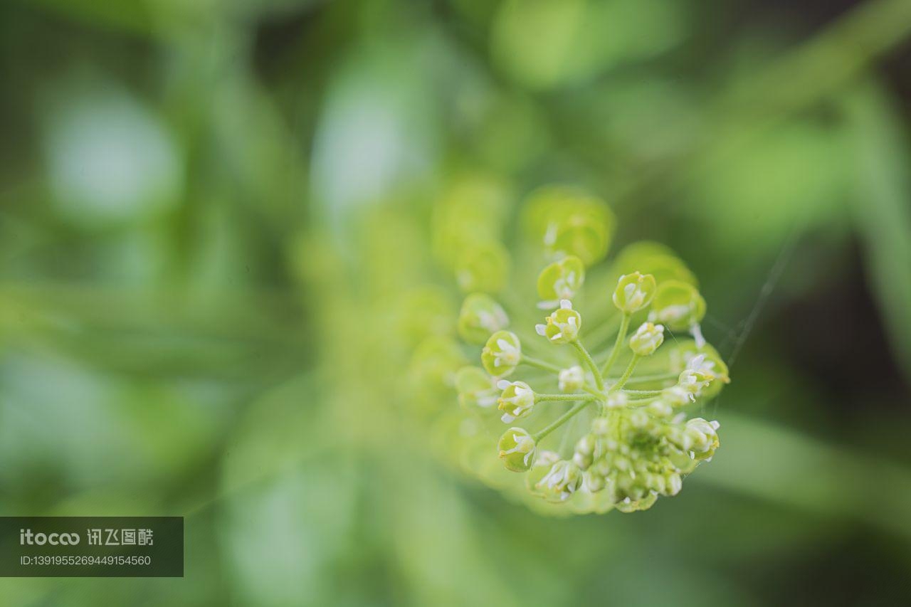 特写,花,自然