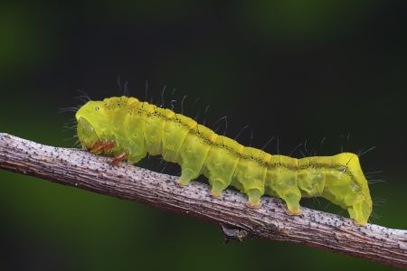 动物,毛毛虫,生物,昆虫,特写