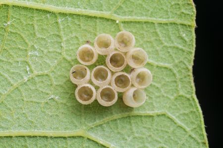 特写,虫卵,生物,植物,树叶,昆虫