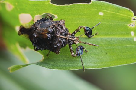 昆虫,节肢动物,动物,生物,微距,特写