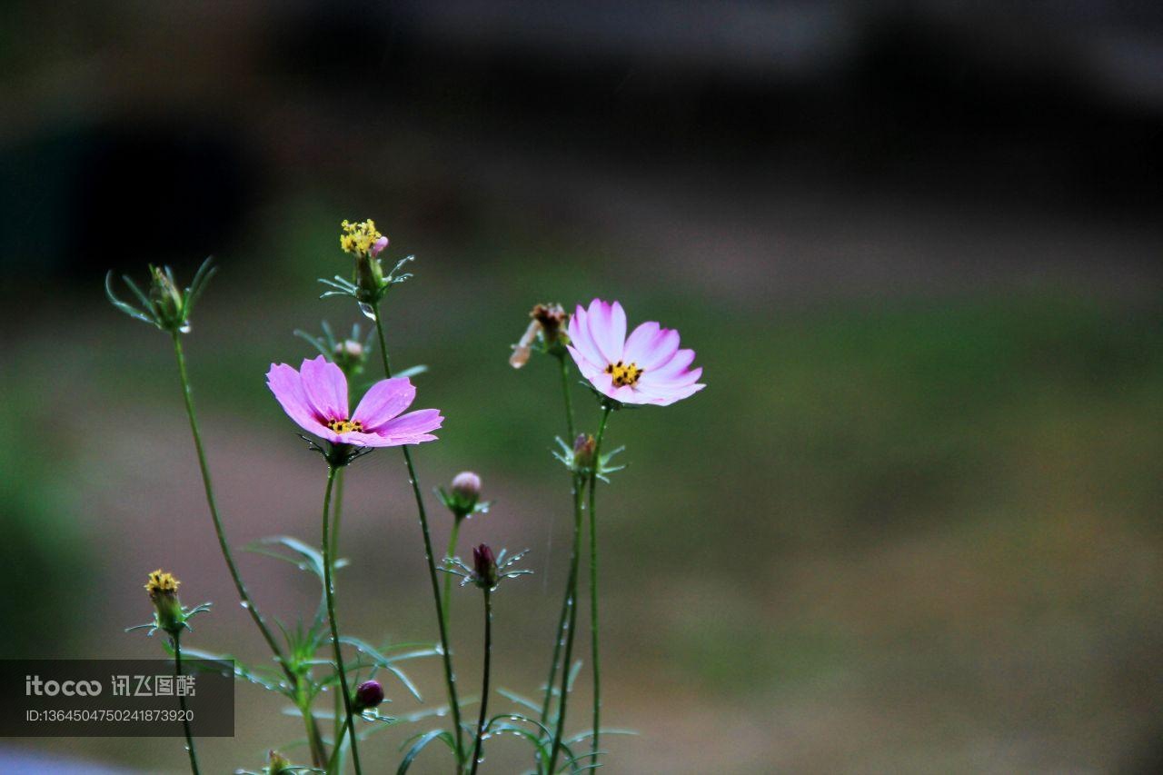 植物,生物,花