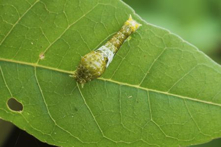 昆虫,毛虫,幼虫,动物,生物,特写,微距