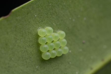 特写,昆虫,虫卵,自然,环境,生物,动物,植物,树叶,户外