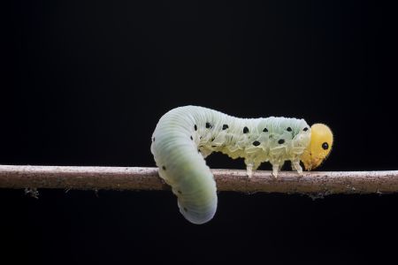 昆虫,昆虫类,毛毛虫,动物,生物,特写,微距