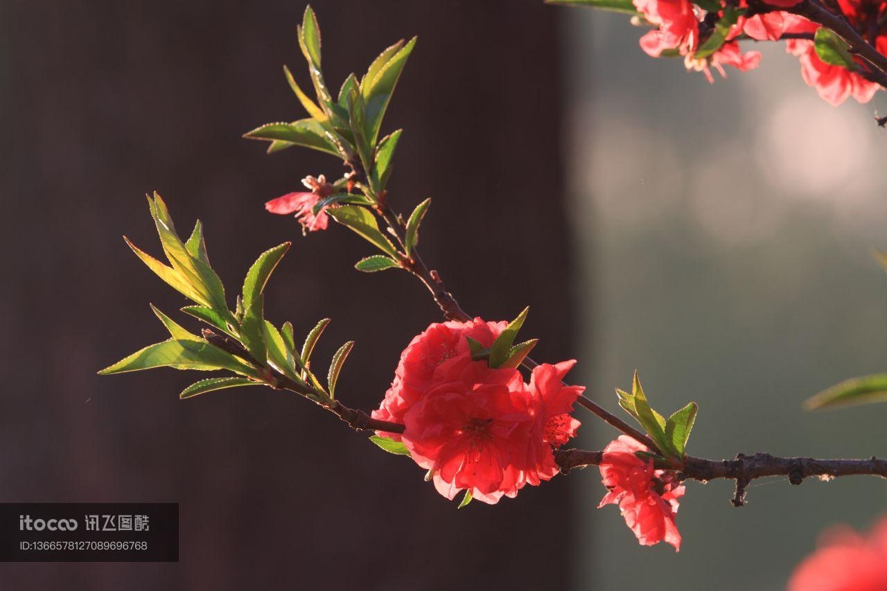 自然风光,植物,花