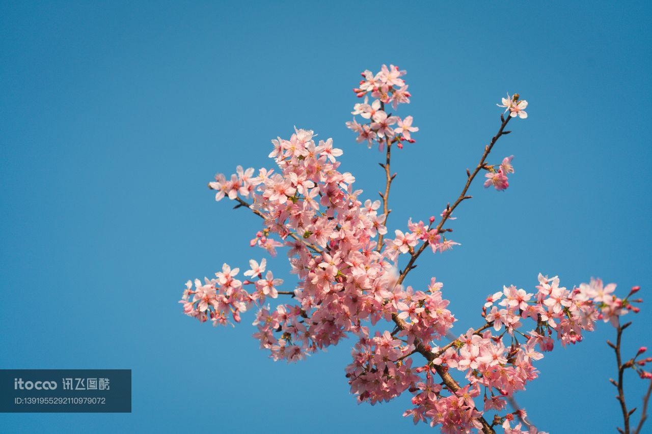 樱花盛开,福建龙岩樱花,自然美