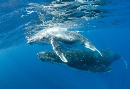 海洋,动物,鲸,蓝鲸,自然风光,生物,特写,哺乳动物,抹香鲸,灰鲸,真海豚