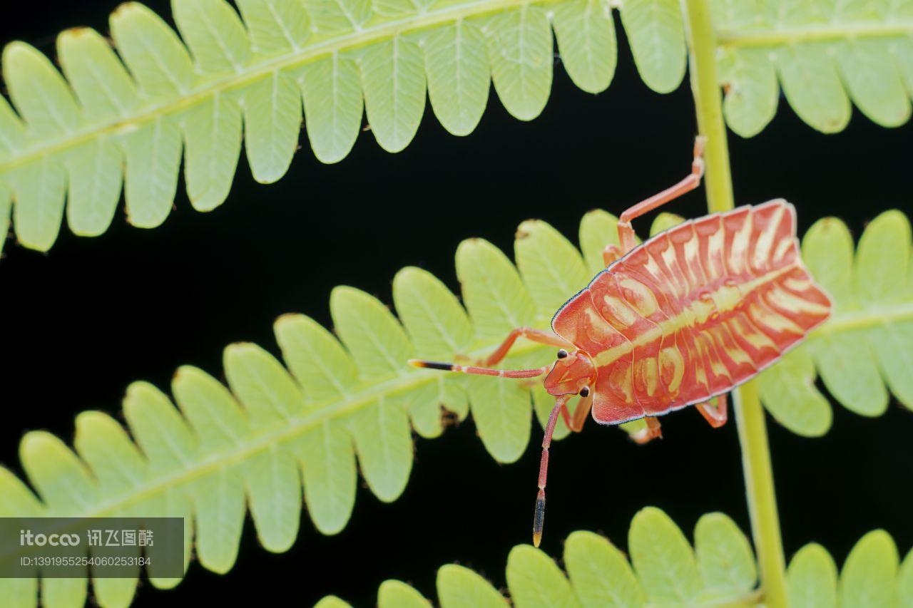 特写,生物,植物