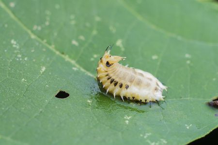 昆虫,虫子,软体类,动物,生物,特写,毛毛虫