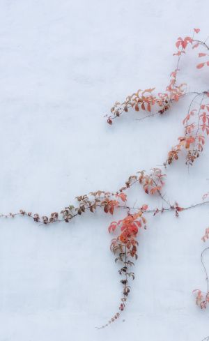 冬天,特写,雪,俯瞰,生物,植物,树叶